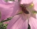 Rosa Blume mit Pollenbiene (2)